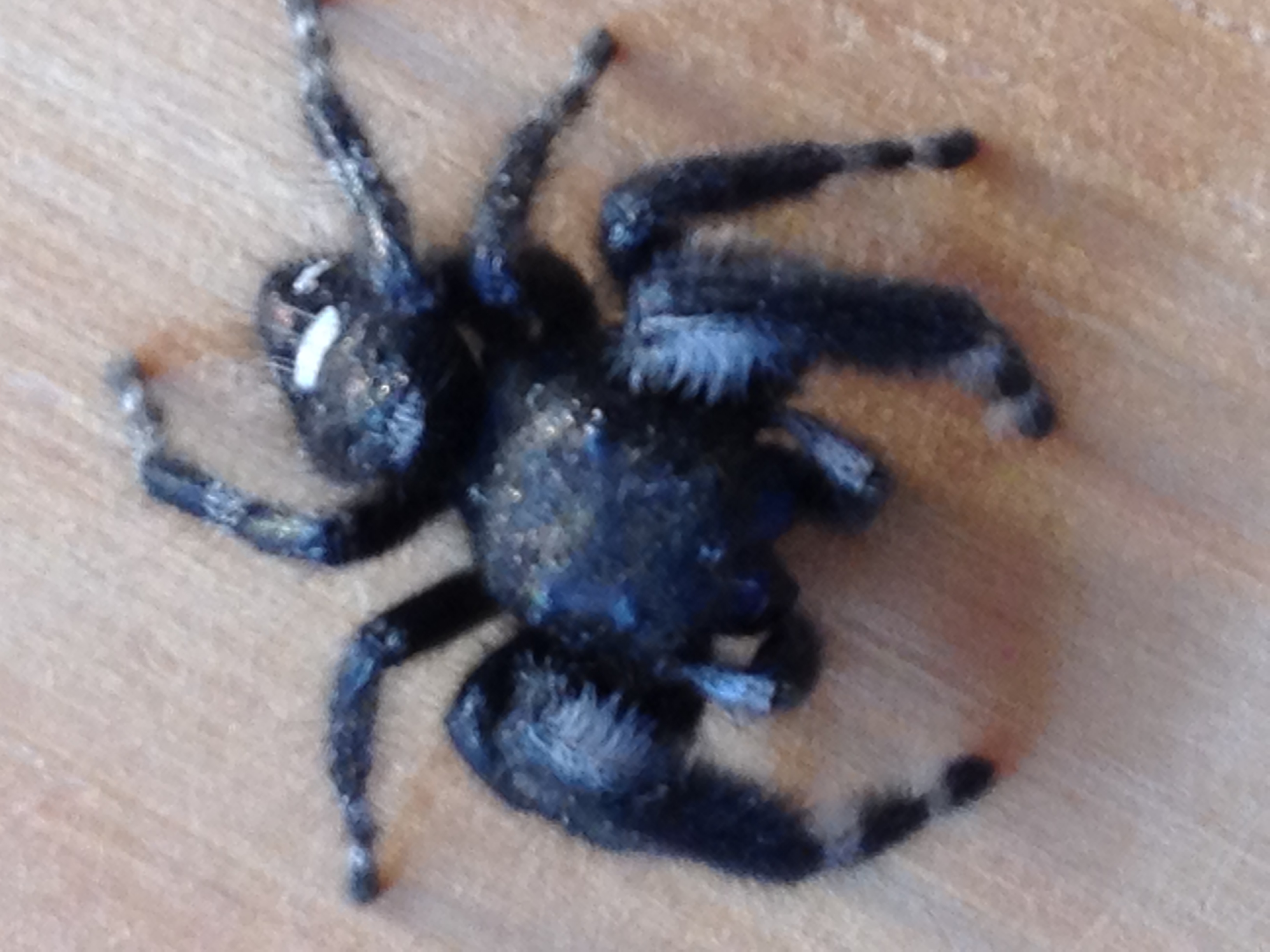 black fuzzy spider