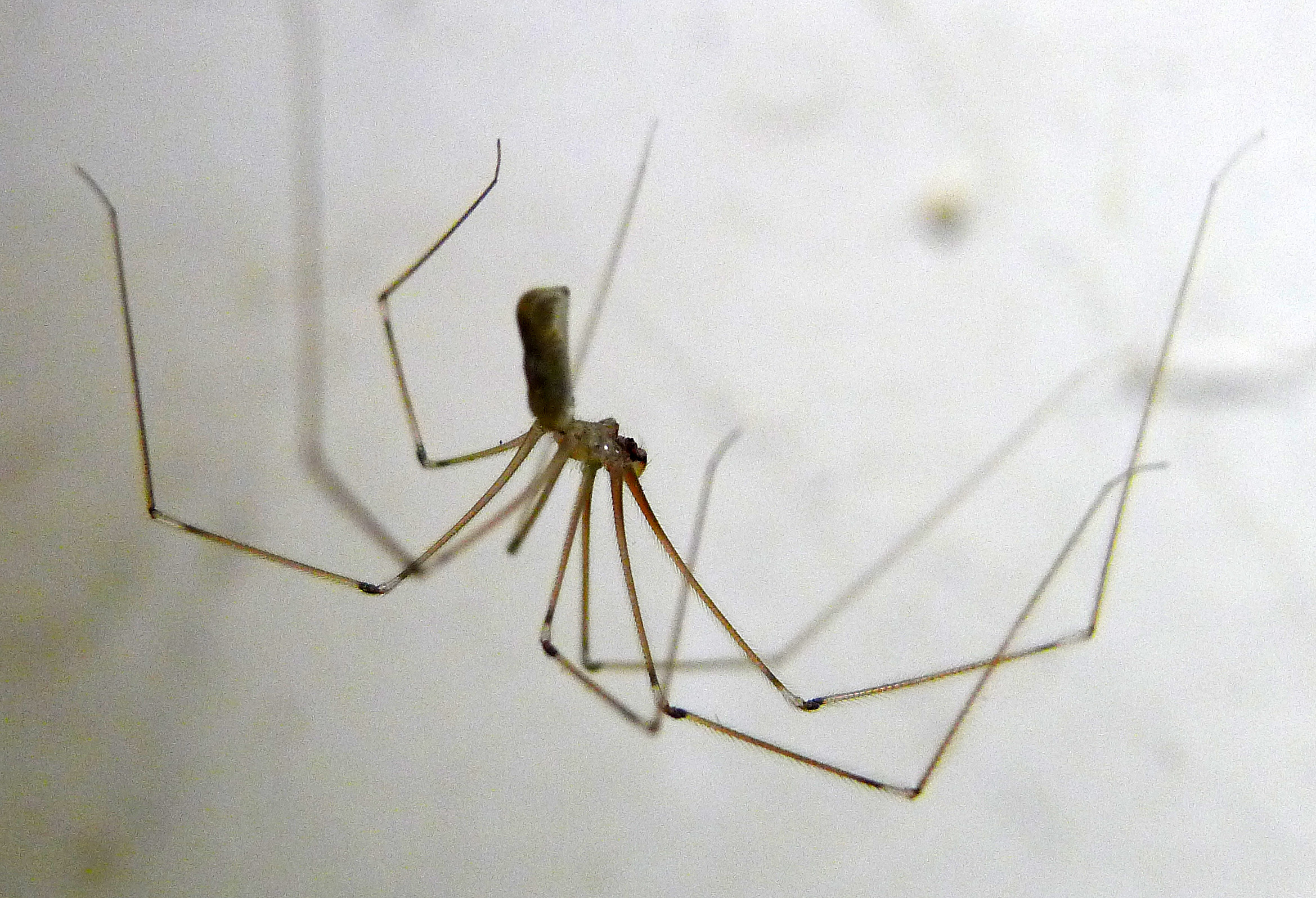 The Wildlife Information Centre - Daddy Long-legs Spider - Pholcus