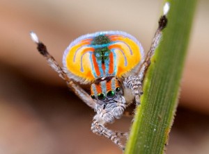 If I can make it here, I'll make it anywhere! (Maratus volans photo by Dr. Jurgen Otto)