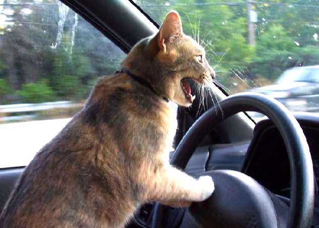 I told you I can't drive a stick!