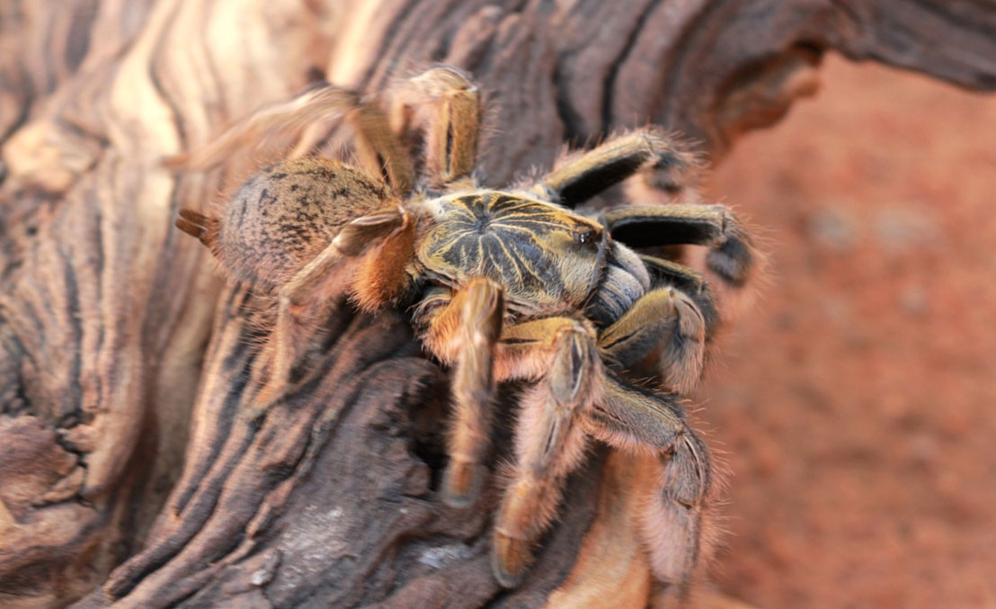Helloooo, Blondie. Augacephalus junodi, the golden baboon spider, had to pick up stakes when the road came through.