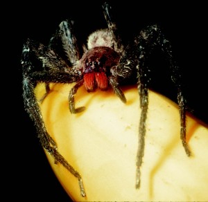 It's the mustache! Really. Those red jaws belong to Cupiennius chiapanensis (photo from American Entomologist), who gets confused with Phoneutria, another red-'stached spider with a bad reputation. But all they have in common is that banana.