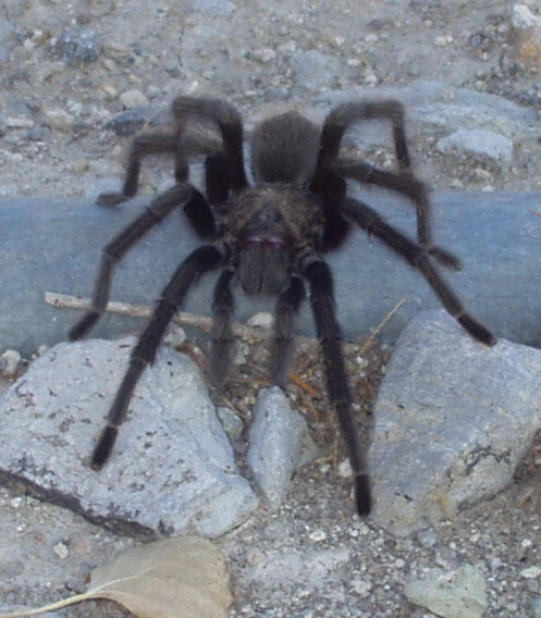 First name, Aphonopelma. Last name . . . not sure of species. But you can call me Mr. T. (Photo by Toiyabe--Creative Commons)