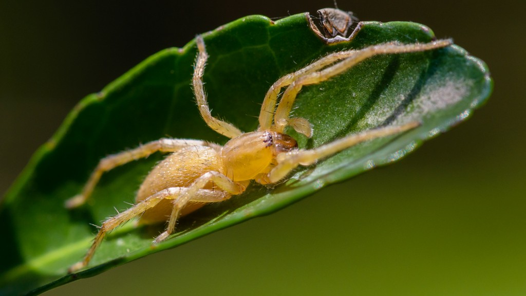 Long-legged Sac Spider - Cheiracanthium inclusum ♂