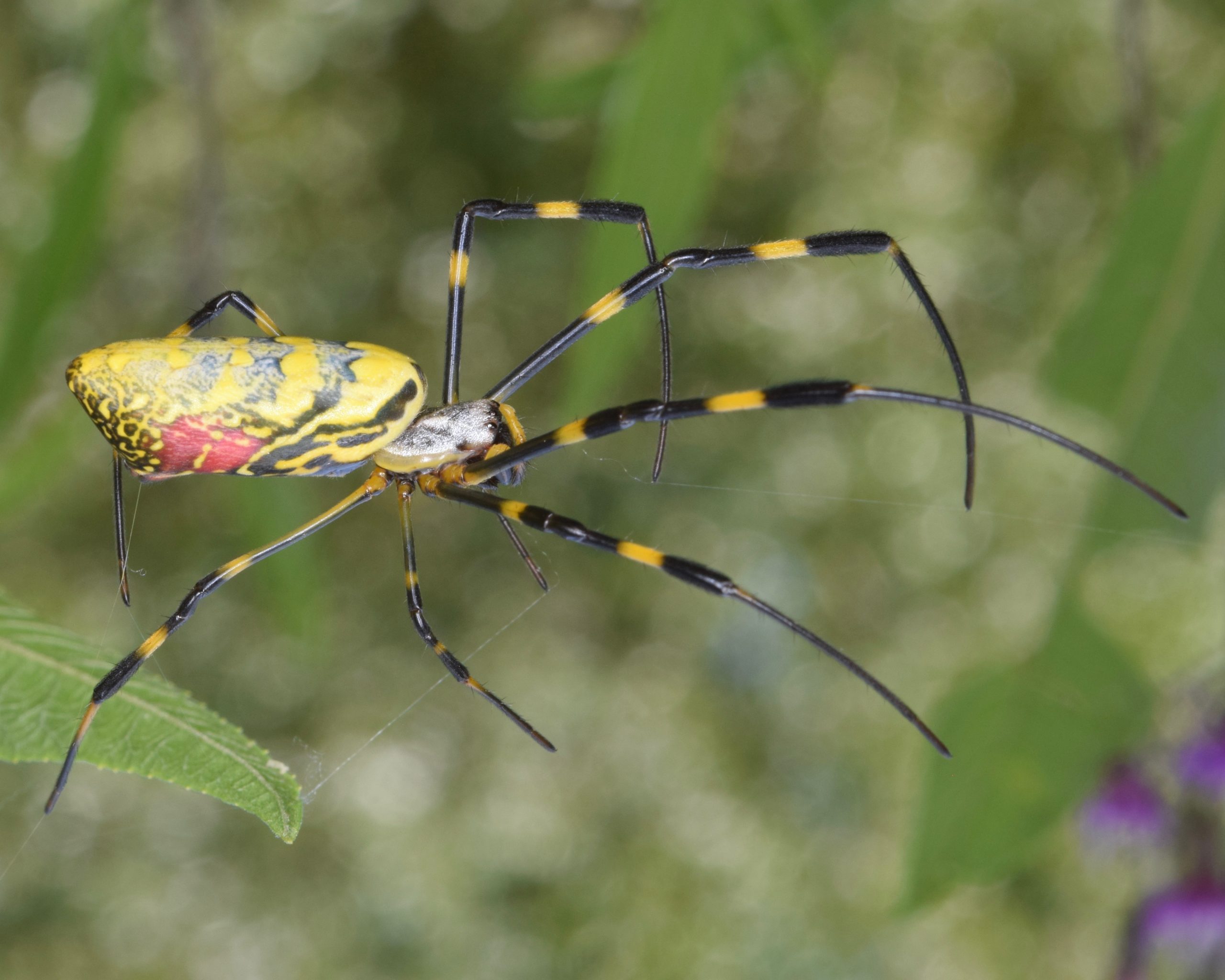 Joro spiders aren't scary. They're shy.